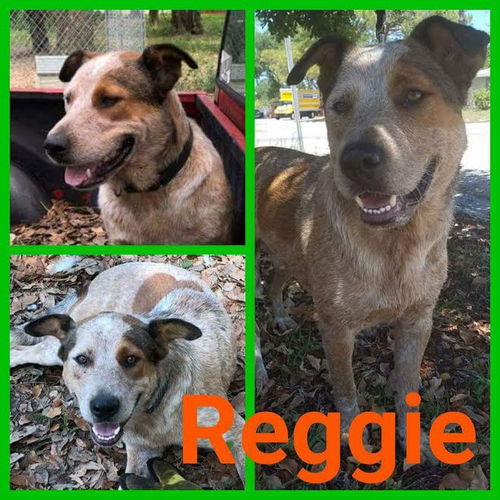 Reggie