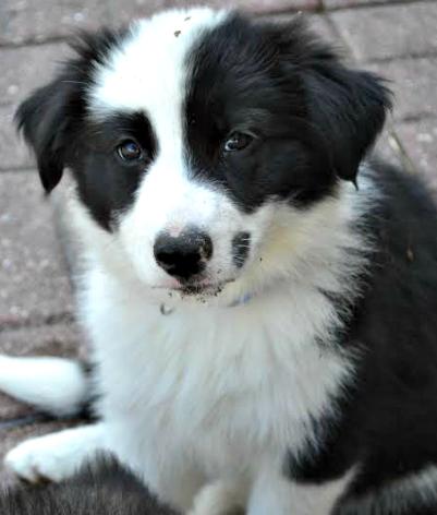 Ziva Jr