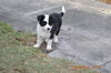 Ziva Jr