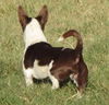 Zuma
