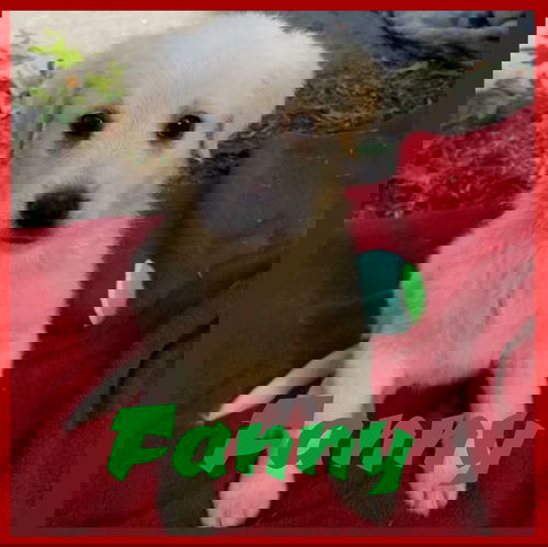 Fanny
