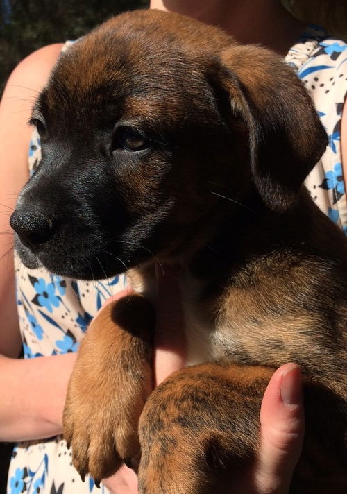 Cadbury
