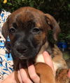 Cadbury