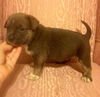 Taffy