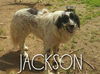 Jackson