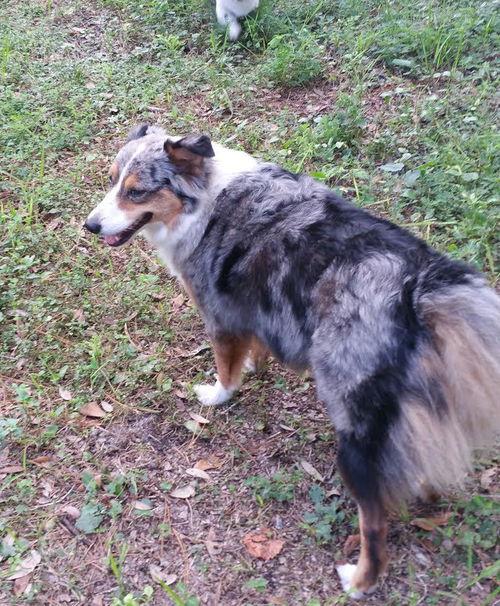 Sadie