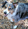 Sadie