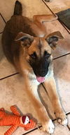 Tala