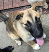 Tala