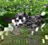 Odie