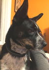Jake