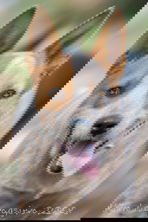 Ace