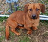 Waylon