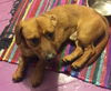 Waylon