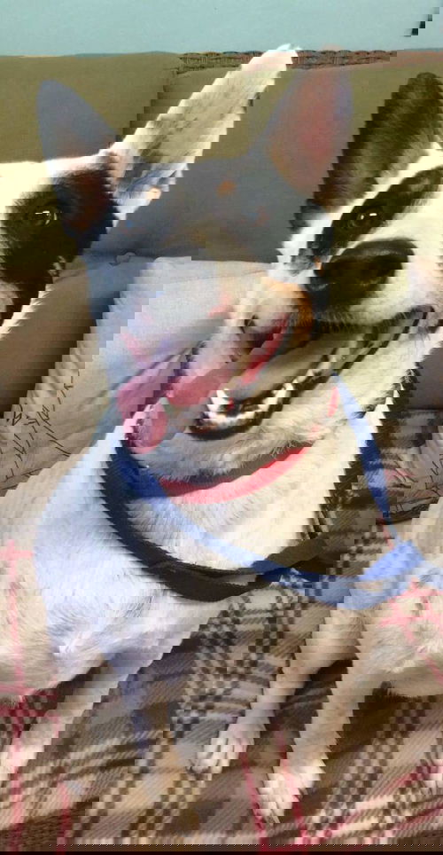 Cain