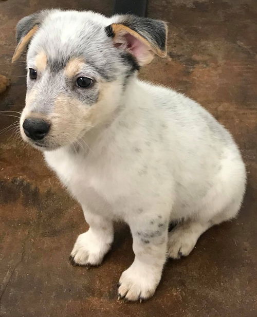 Rascal