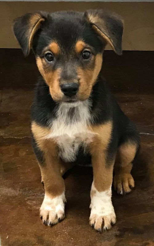 Raja