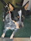 Daisy/Dixie