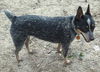Daisy/Dixie