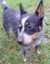 Daisy/Dixie