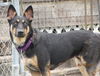 Geena