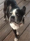 Daisy