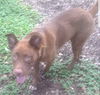 Ziggy