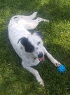 Jake