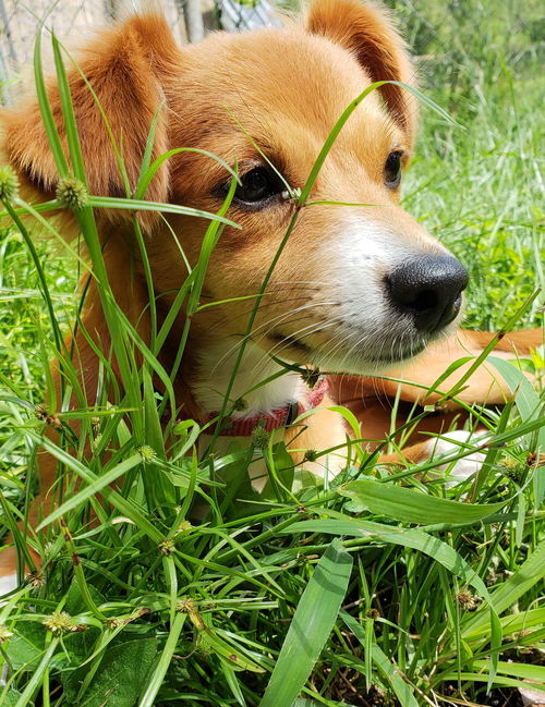 Daisyduke
