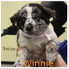 Winnie