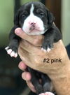 Emma - pup of Fiona/Lady