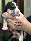 Cookie - pup of Fiona/Lady