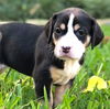 Cookie - pup of Fiona/Lady