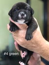 Olive - pup of Fiona/Lady