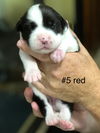 Piper - pup of Fiona/Lady
