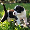 Piper - pup of Fiona/Lady