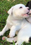 Pilot - pup of Fiona/Lady