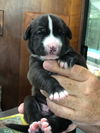 Scout - pup of Fiona/Lady