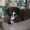 Fiona/Lady