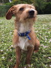 Oakley
