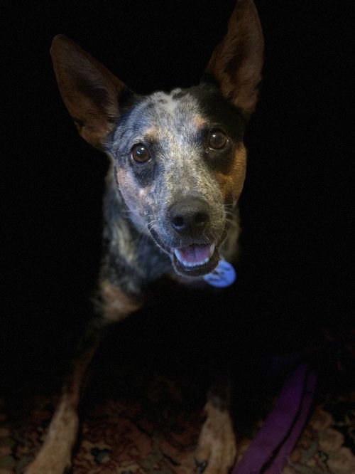 Sadie
