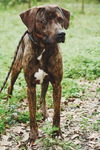 Bailey