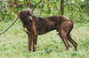 Bailey