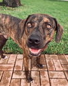 Bailey