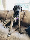 Bailey