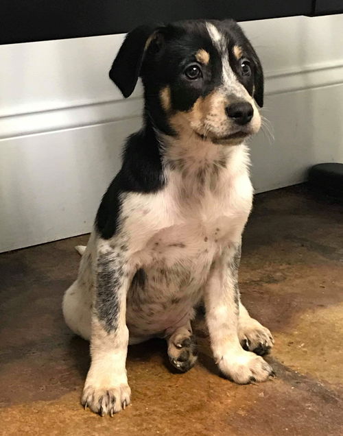 Dakota