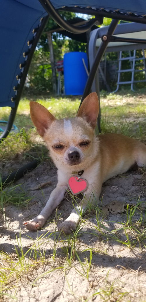 Nilla