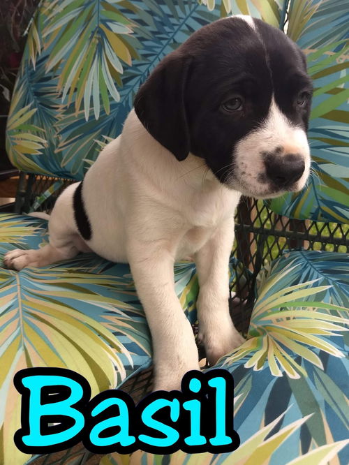 Basil