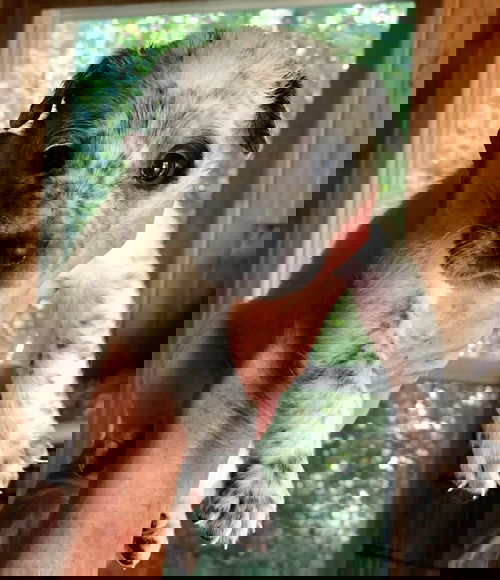Freeda