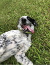 Sadie